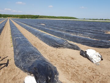 Mit Mulchfolien kontrollieren Landwirte Unkrautwachstum und Bodentemperatur. 