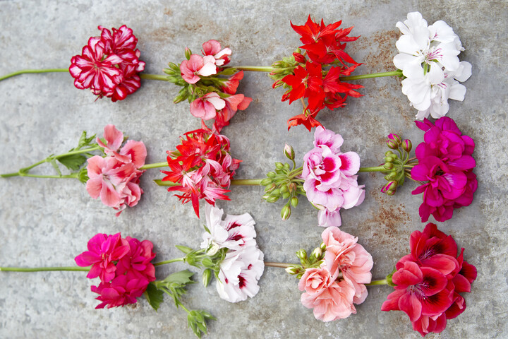 Die Vielfalt an Geranienblüten zeigt dieses Blütenpotpourri.