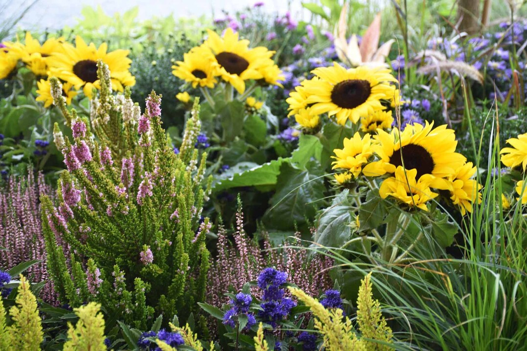 Strahlende Sonnenblumen und Callunen zieren die Beete als klassische Herbstpflanzen.