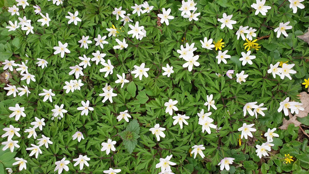 Trotz der kühlen Apriltemperaturen zog der Frühling landauf landab ein