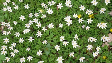 Trotz der khlen Apriltemperaturen zog der Frhling landauf landab ein