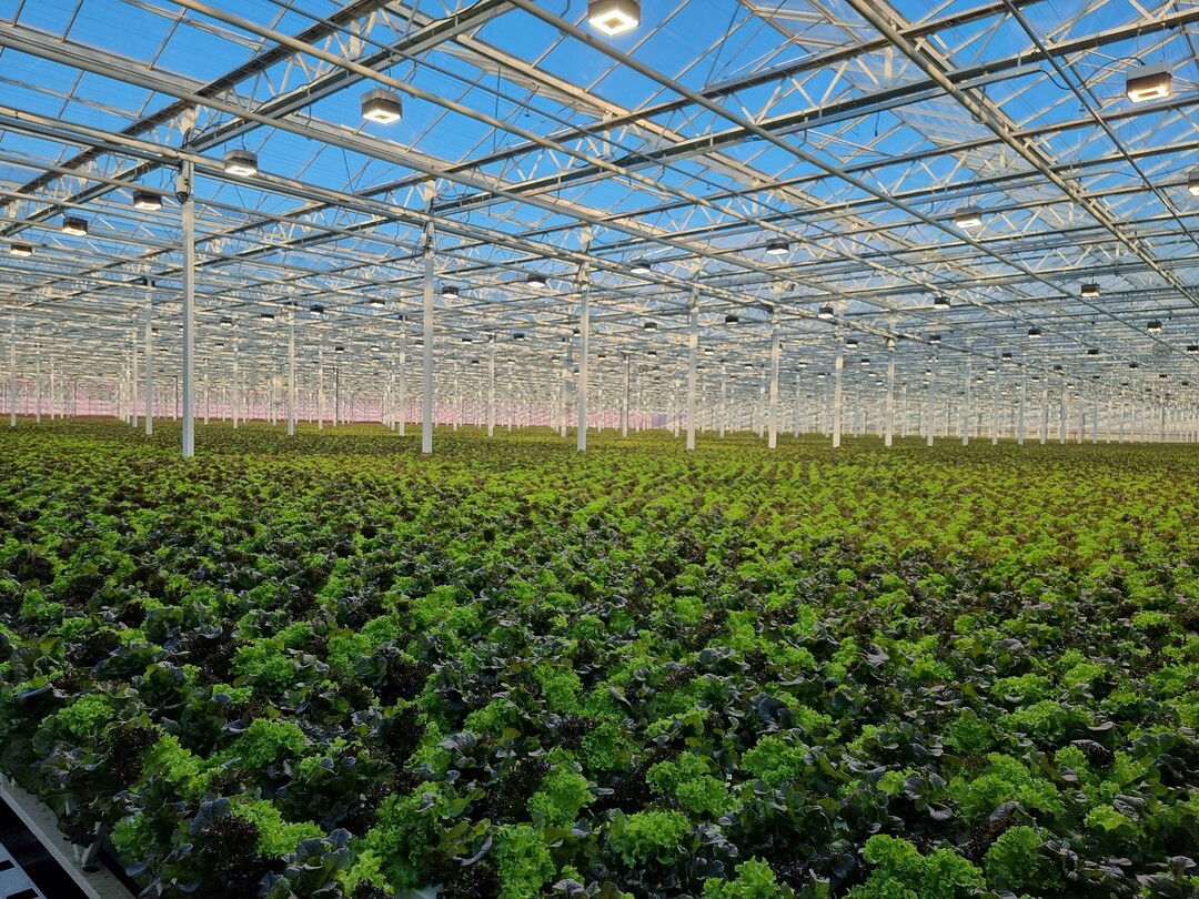 Das Gewächshaus in Buchs mit der Hydrosalat-Produktion. Das erste Gewächshaus des Betriebes wurde 1968 in Betrieb genommen.