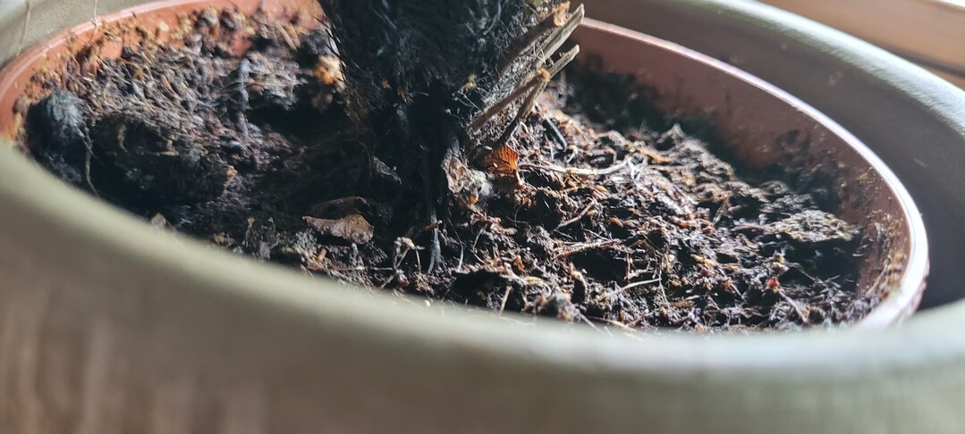 Blumenerden dürfen nicht mit Trauermücken belastet sein.<br>