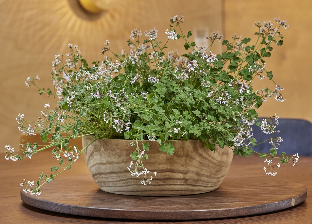 Eco-Chic zwischen Nachhaltigkeit und Design
