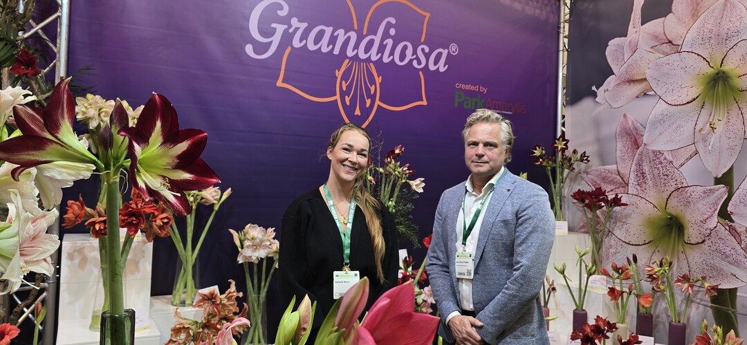 Nathalie Wanst und Joris Van de Velden präsentieren am Stand 1B31 die neue Marke Grandiosa – mit im Freiland gezogene Amaryllis.