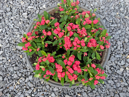 Euphorbia „Hot Milii“ gibt es in verschiedenen Farben.