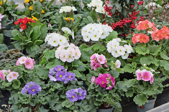 Der ZVG macht sich für den Erhalt der Zierpflanzenerhebung stark.