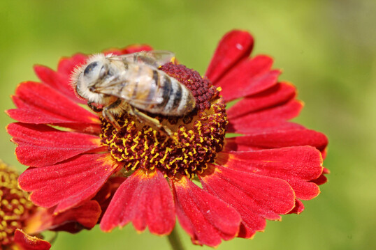 Staudenwert ist der Titel der gemeinsamen Untersuchung zur Attraktivitt von Stauden fr Wildbienen vom Institut fr Bienenschutz und dem Bund deutscher Staudengrtner.