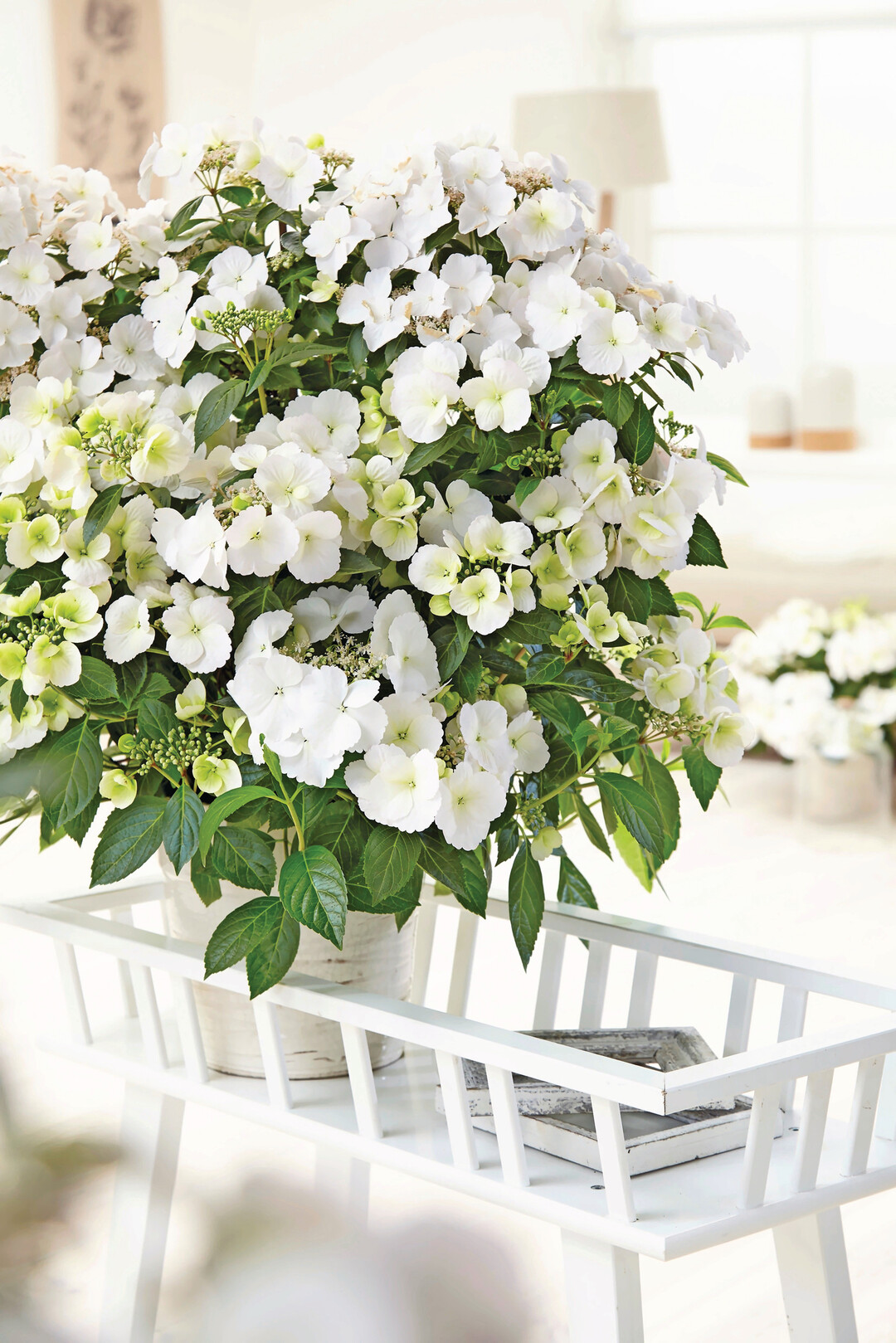 <i>Hydrangea </i>
„Runaway Bride“ wurde in den letzten Jahren zu einem Erfolg.