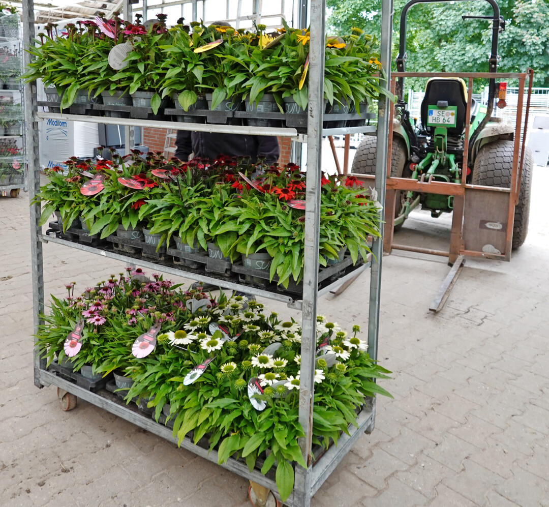 Stauden bleiben neben Beet- und Balkonpflanzen das wichtigste Segment f�r den deutschen Zierpflanzenbau. 