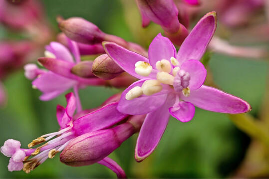 Eine Bl�te der essbaren Fuchsie