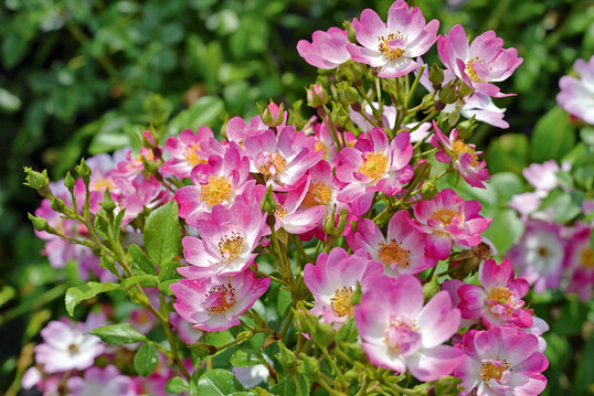 �Little Susie� von Noack Rosen