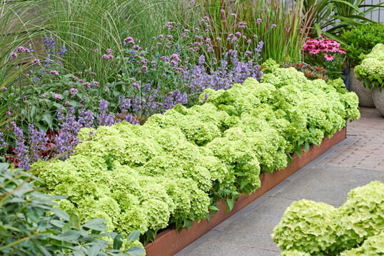 Hydrangea paniculata Groundbreaker Greeny