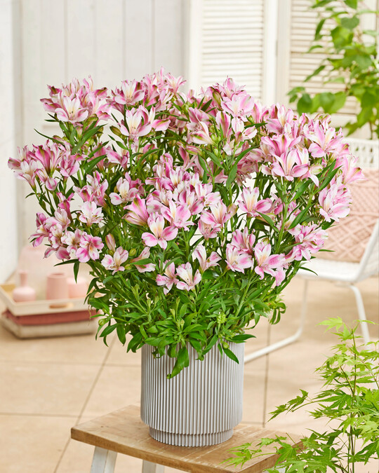 Alstroemeria 357-31-469