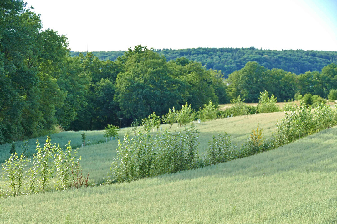 Agroforst (Symbolbild).