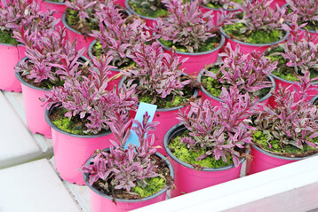 Wenn Blument�pfe mit Pflanzen k�nftig als Verpackungen eingestuft werden, bringt das erhebliche Nachteile f�r Gartenbaubetriebe mit sich.