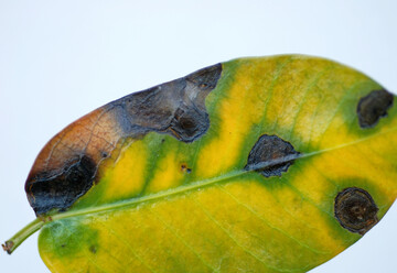 Bild 1:
<i>Pseudomonas </i>
an
<i>Dipladenia</i>