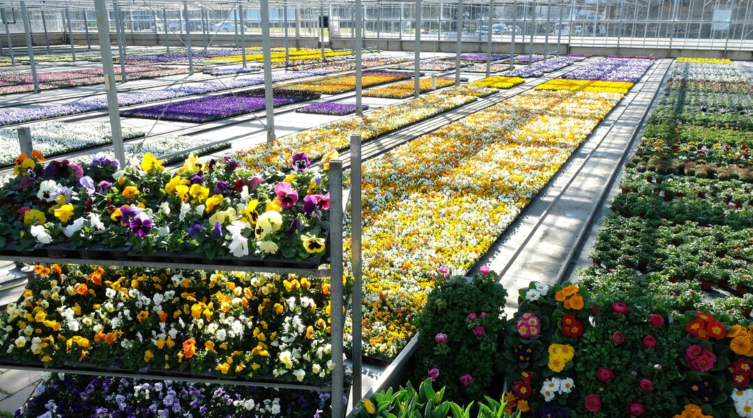    Fast 230.000 Blumen blhen bald in der Stadt