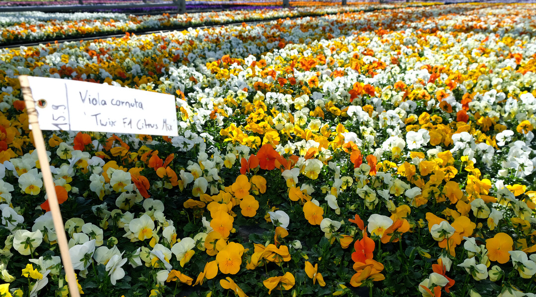    Farbenvielfalt der Frhlingsblumen in der Stadtgrtnerei