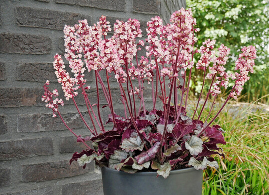 Heucherette Pink Heuchera
Color Code: 7604C+7605C
PAS Kieft 2027, # Z3715A
Container, Lifestyle, Seed
Photo: M. van Dongen, 07.2025 Venhuizen
Heucherette Pink_Z37115A_AL.jpg