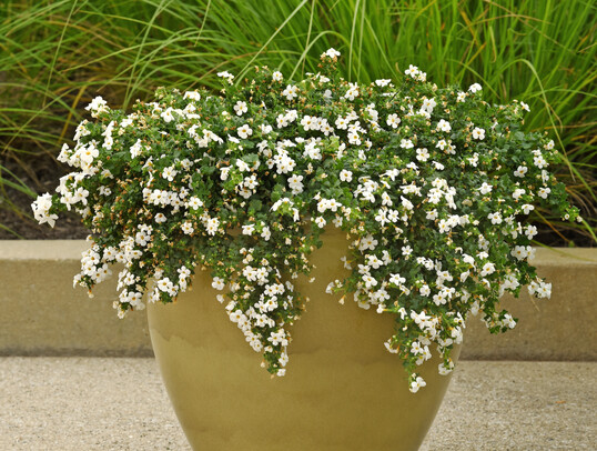 Galactic Mist White Bacopa
Color Code: White
PAS Kieft 2027, #515
Setting, Seed
08.2025 West Chicago, Mark Widhalm
Job: 25787424
ExpBacopa.JPG
BAC25-33814_AL.JPG