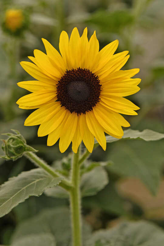 Always Sunny Gold Interspecific Sunflower
Color Code: 116cc
PAS Kieft 2027, #20-014
Bloom, Seed
07.24 Elburn, Mark Widhalm
Job: 24643129
Sunflower20-014_02.JPG
SUN24-32606.JPG