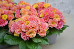 <i>Primula acaulis</i>
‘Frilly Peach Melba F1‘