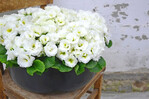 <i>Primula acaulis</i>
‘Frilly Snowball F1’