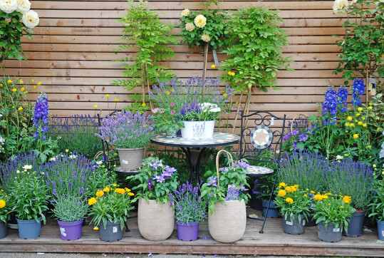 Geschmackvolle Pflanzenzusammenstellungen inspirieren.