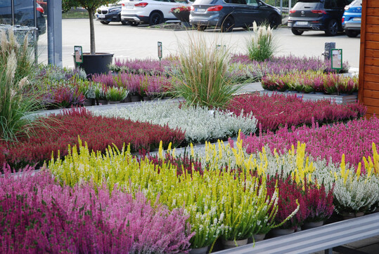 Einwandfrei sortierte Herbstbl�her in vielen Farben und in bester Qualit�t animieren zum Zugreifen.