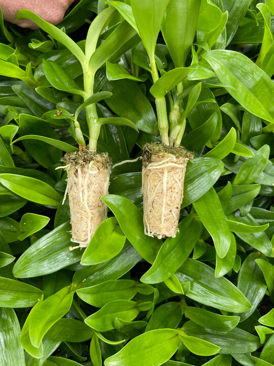 Dendrobium-Jungpflanze gut bewurzelt in Sphaxx