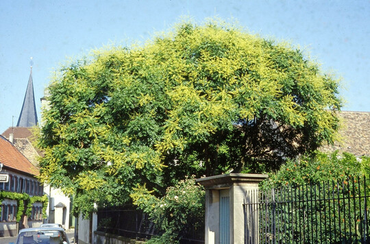 Wenn Europa klimaneutral werden m�chte, braucht es vor allem gen�gend gesundes Gr�n.