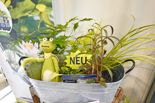 Mini-Teich mit Wasserpflanzen von Baumann.