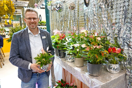 Peter Opschroef mit einer Anthurienzüchtung mit langgezogenen Hochblättern.