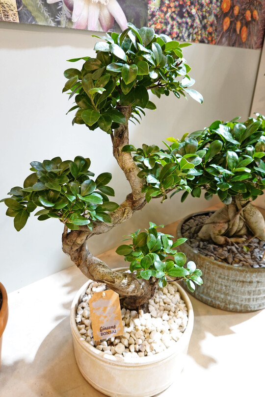 Ginseng-Bonsai von Hohn.