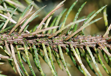 Sitkal�use an 
<i>Picea</i>