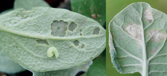 links: Eulenraupen, rechts: Albugo candida (Weier Rost)