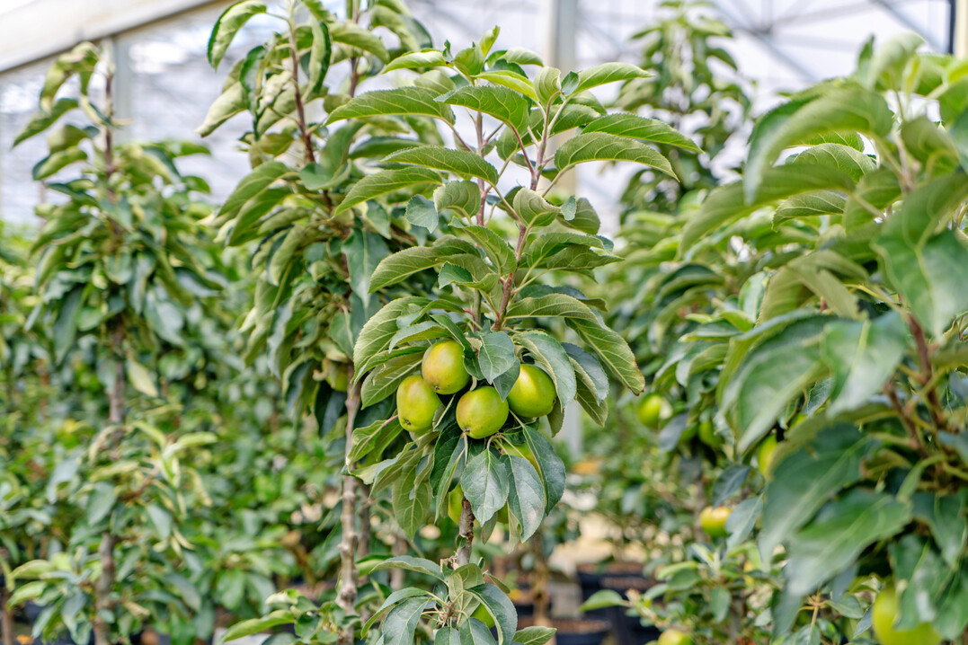 Widerstandsf�hige Obstgeh�lze lassen sich bei Baumschule Lehmann finden.