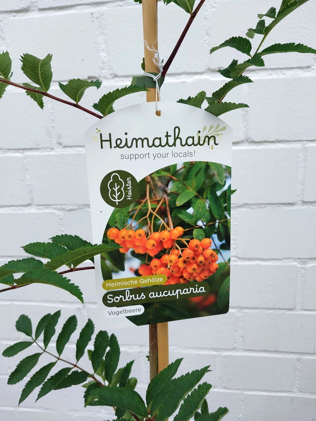 Das Konzept Heimathain umfasst heimische Geh�lze.