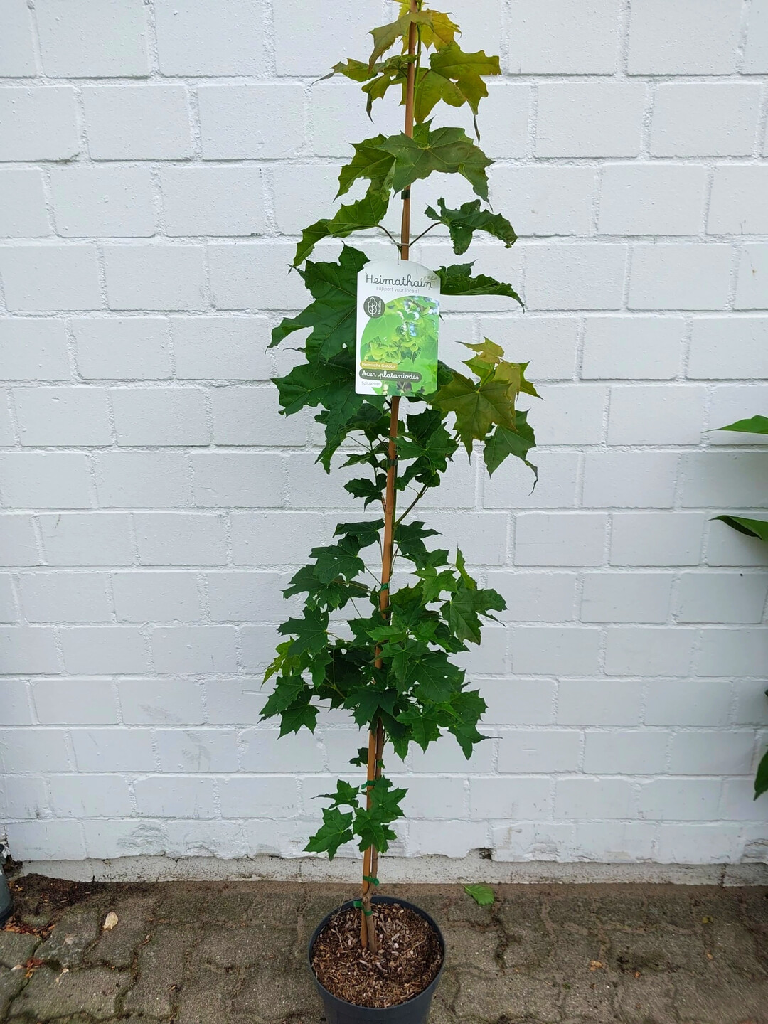 Heimathain kam auf der Wintermesse von Lehmann sehr gut an.