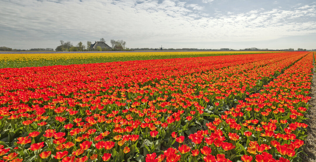 Mit 12.000 Hektar verfügt Nordholland, eine der zwölf Provinzen der Niederlande, über das größte zusammenhängende Blumenzwiebelanbaugebiet der Welt. Neben Global Playern gibt es auch Raum für kleine, lokale Unternehmen.