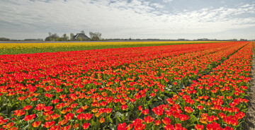 Mit 12.000 Hektar verf�gt Nordholland, eine der zw�lf Provinzen der Niederlande, �ber das gr��te zusammenh�ngende Blumenzwiebelanbaugebiet der Welt. Neben Global Playern gibt es auch Raum f�r kleine, lokale Unternehmen.