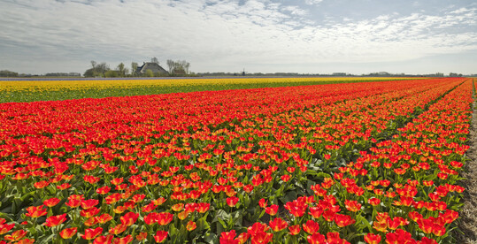 Mit 12.000 Hektar verfügt Nordholland, eine der zwölf Provinzen der Niederlande, über das größte zusammenhängende Blumenzwiebelanbaugebiet der Welt. Neben Global Playern gibt es auch Raum für kleine, lokale Unternehmen.