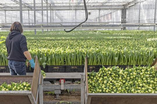 Die Schnitttulpenproduktion findet ab November fast ausschließlich unter Glas statt.