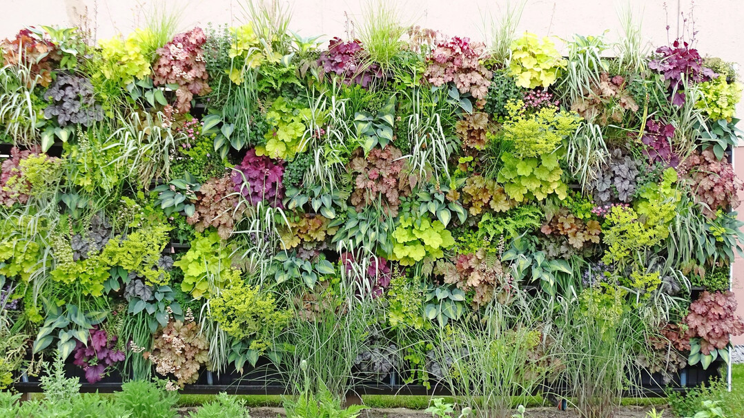 Grünflächen auch an Wänden sorgen gerade in städtischen Ballungsräumen für mehr Wohlbefinden.