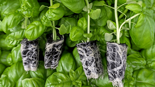 Die Gel-Plugs bestehen aus nat�rlichen, kompostierbaren Materialien und bieten eine gleichm��ige, sterile und verl�ssliche Umgebung f�r Keimung und fr�hes Pflanzenwachstum. 