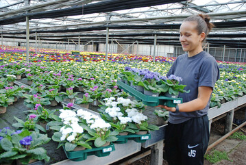 Die EPTs vom Typ 777 k�nnen mit je 10 St�ck Fr�hlingsprimeln im 10,5-cm-Topf best�ckt werden.