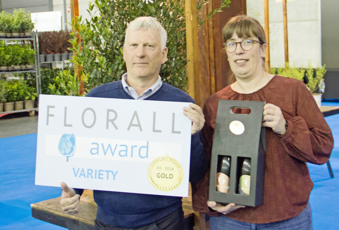 Gold: 
<i>Phillyrea angustifolia</i>
 �Grand Prix� � Boomkwekerij Huijbregts bv (Einreichung GrootGroenPlus)