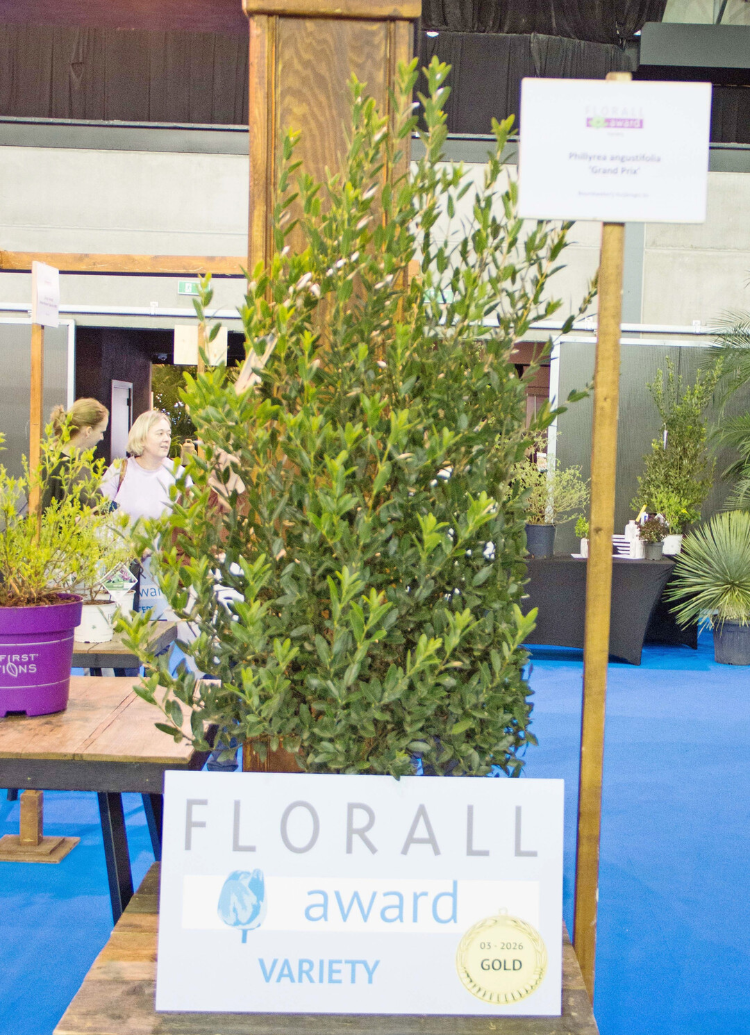 Gold: 
<i>Phillyrea angustifolia</i>
 �Grand Prix� � Boomkwekerij Huijbregts bv (Einreichung GrootGroenPlus)