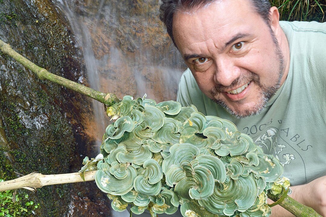 Dr. Robert Lcking bei der Feldarbeit im kolumbianischen Regenwald, mit einer neu entdeckten Art der Stnderpilzflechte Cora